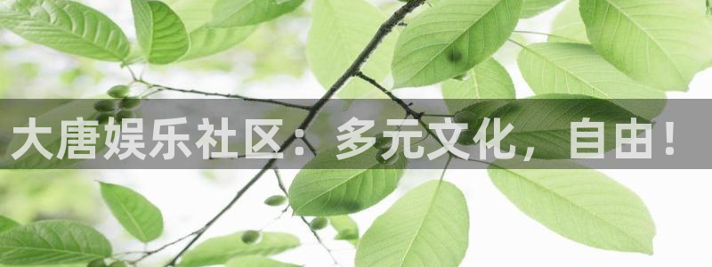 南宫NG的平台：大唐娱乐社区：多元文化，自由！